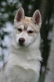 SIBERIAN HUSKY 1038